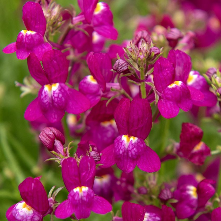 Sirokannusruoho 'Fantasista Rose'