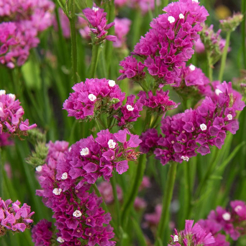 Sini-ikiviuhko 'Carmine Rose'