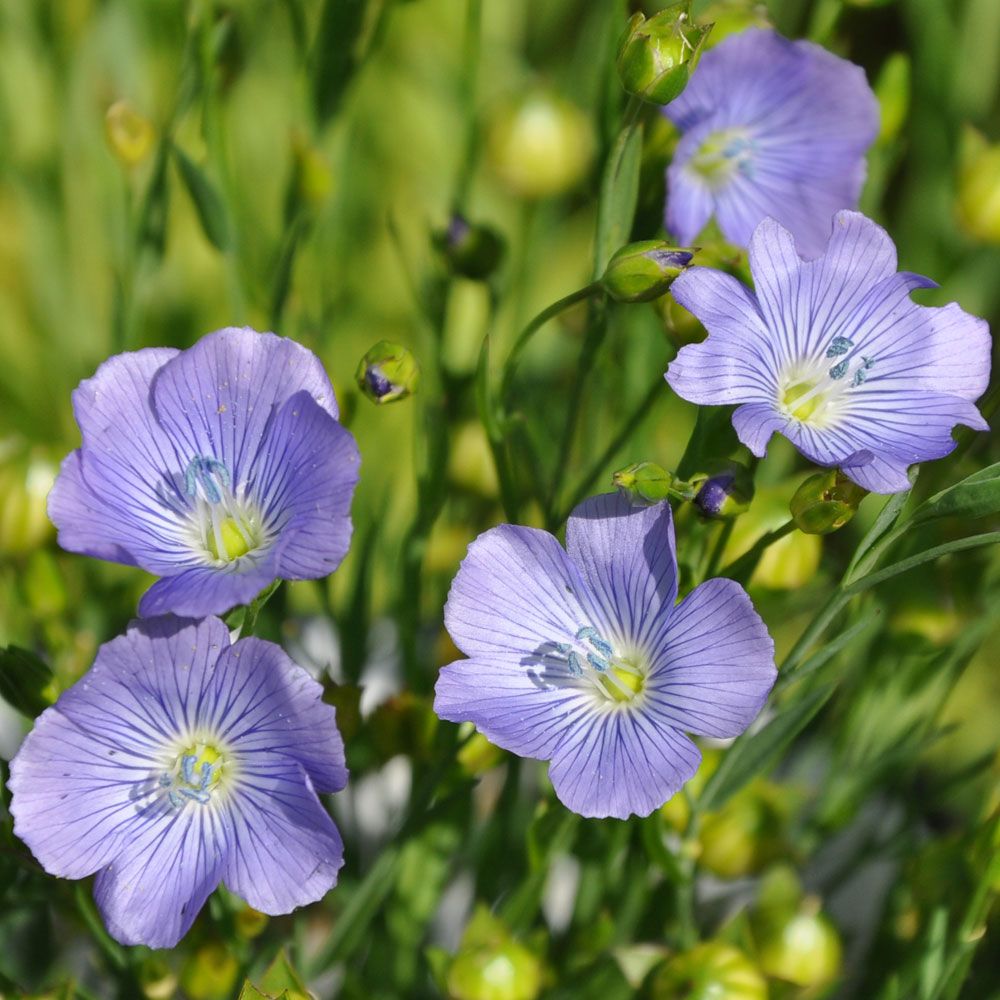 Punapellava 'Blue Dress'