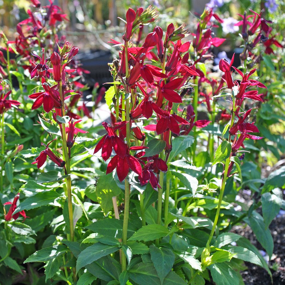 Tarhalobelia F1 'Fan Burgundy'