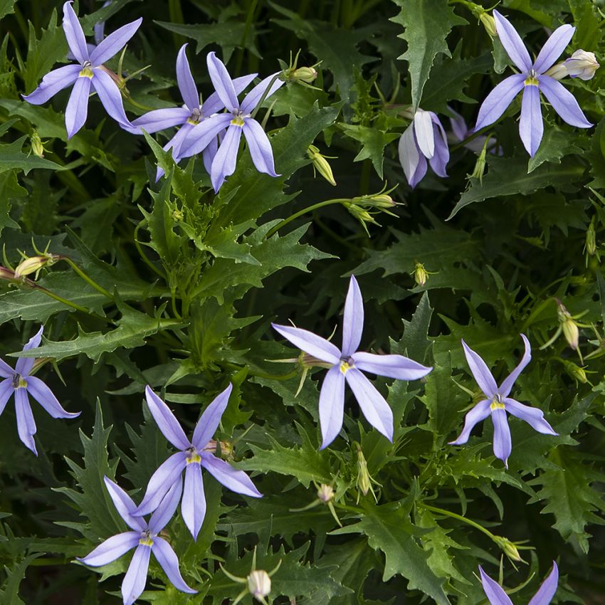 Tähtilobelia F1 'Gemini Blue'