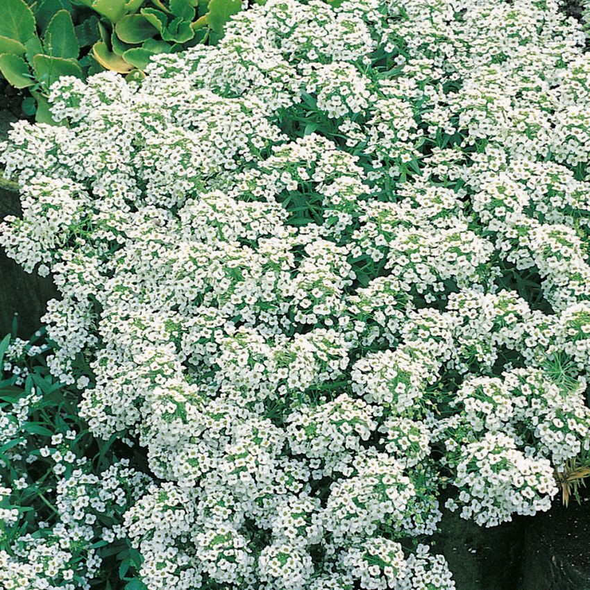 Tuoksupielus 'Carpet Of Snow'