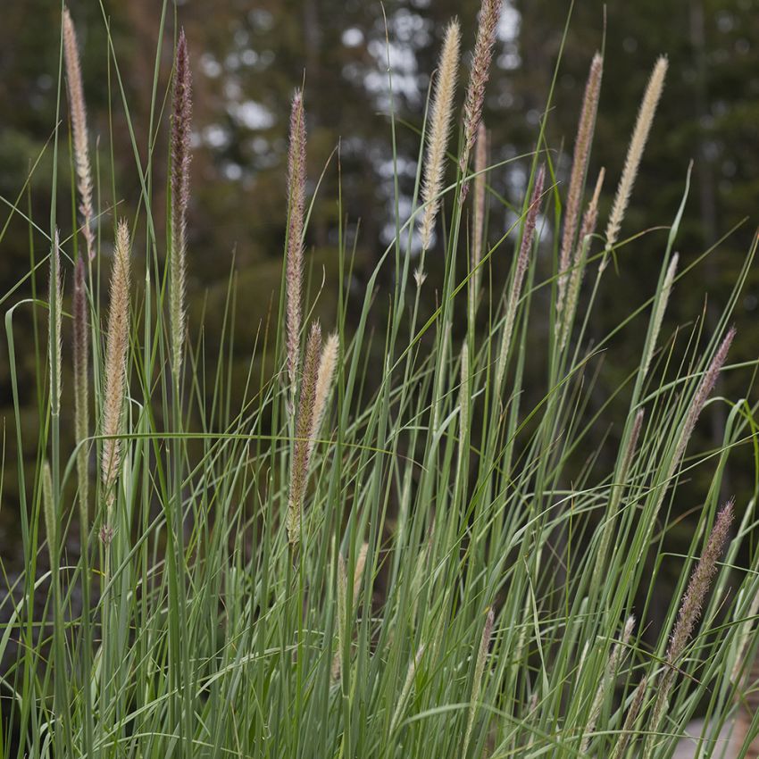 Harjasheinä 'Tail Feathers'