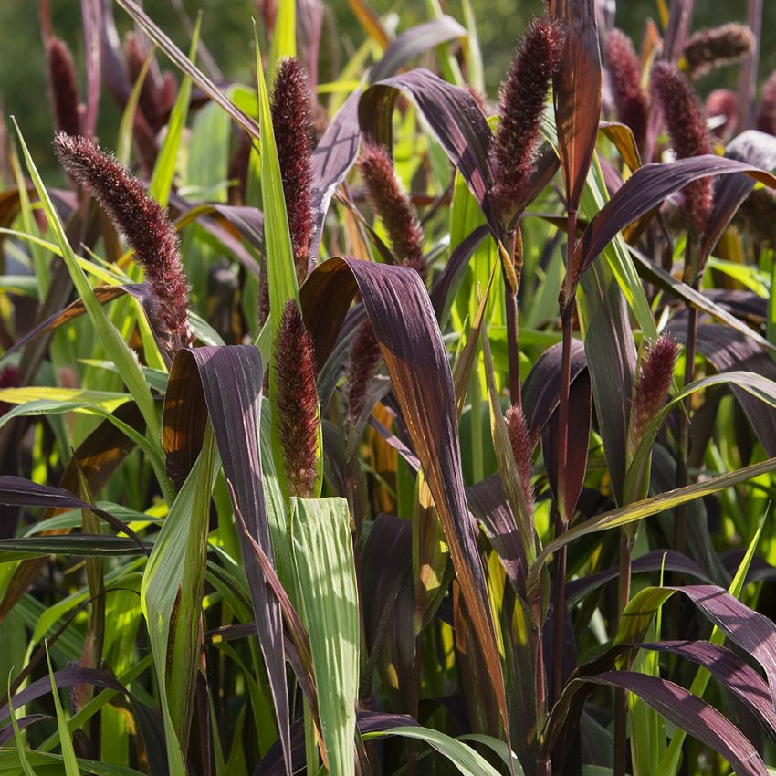 Italianpantaheinä 'Red Jewel'