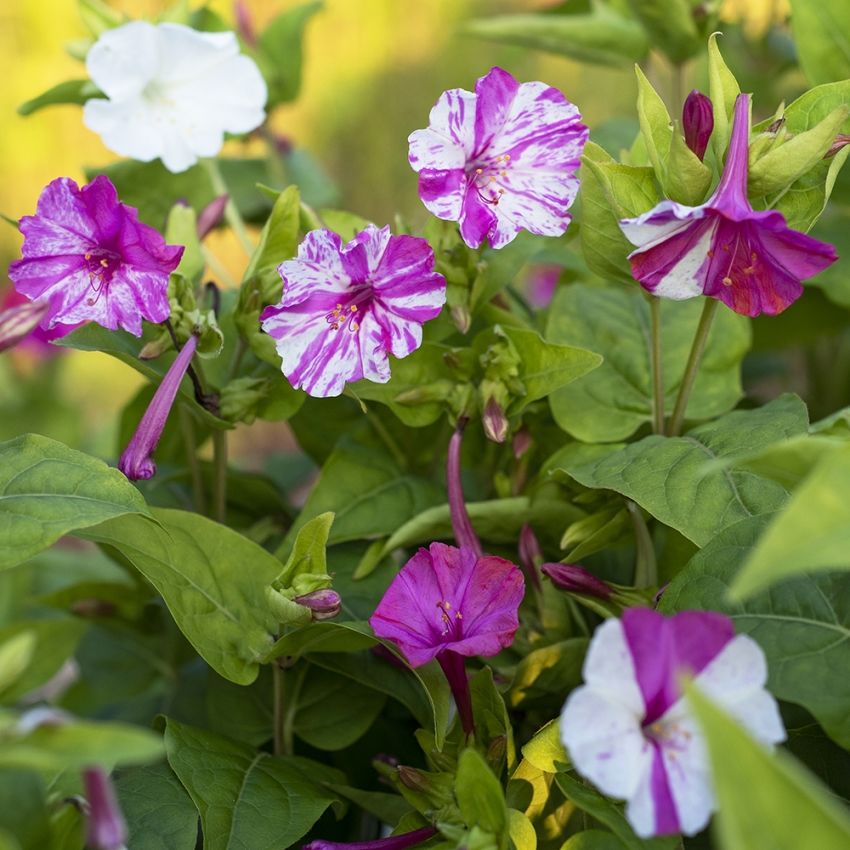 Ihmekukka 'Marbles White-Red'