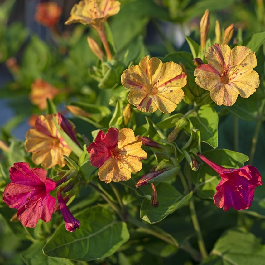 Ihmekukka 'Marbles Yellow-Red'