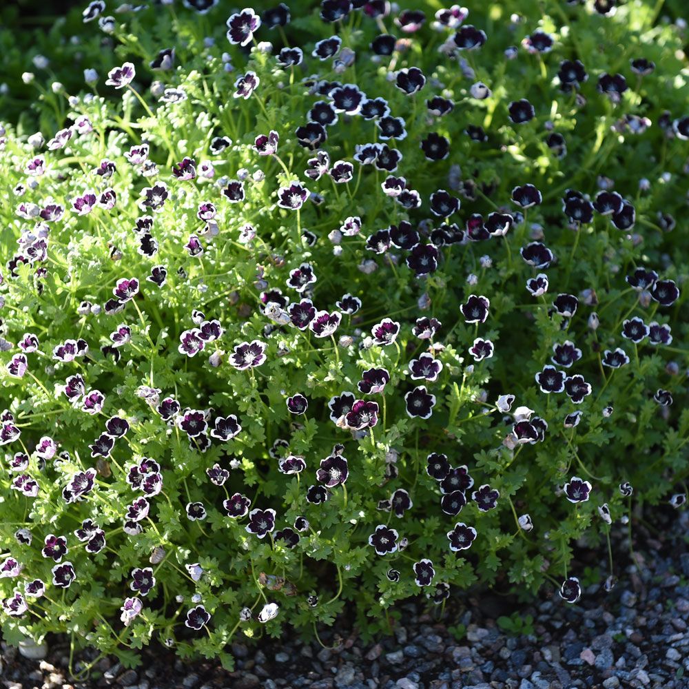 Sinisievikki 'Penny Black'