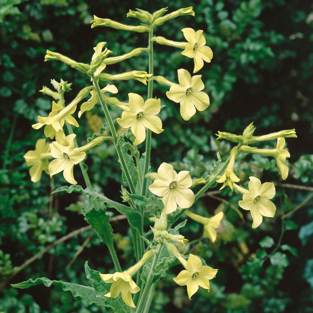 Koristetupakka 'Lime Green'