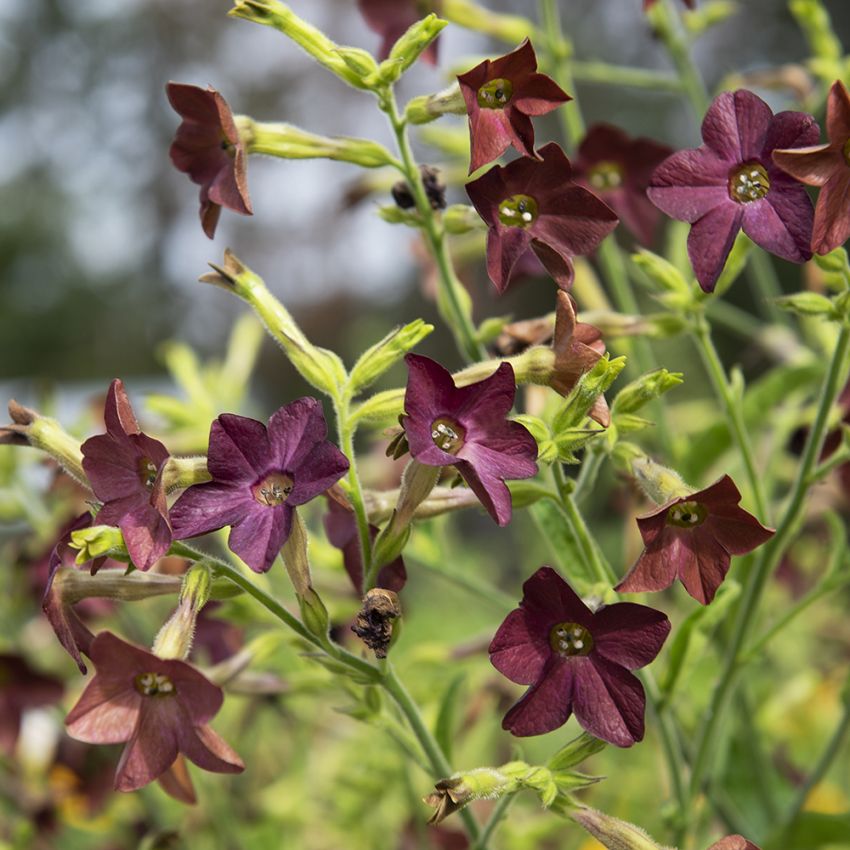 Konsulintupakka 'Bronze Queen'