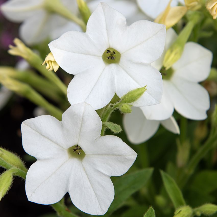 Koristetupakka F1 'Saratoga White'