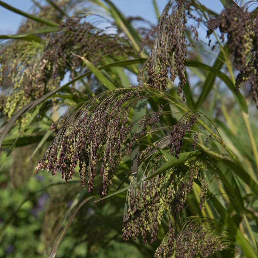 Koristehirssi 'Violaceum'