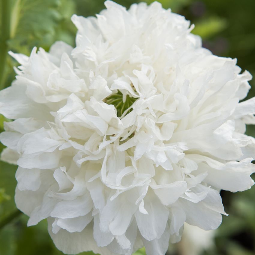 Pioniunikko 'Yellow Peony'