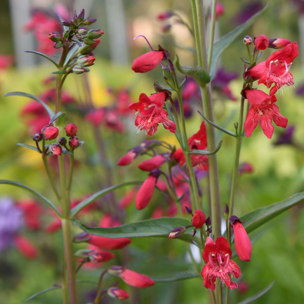 Tarhapunapipo 'Twizzle Scarlet'