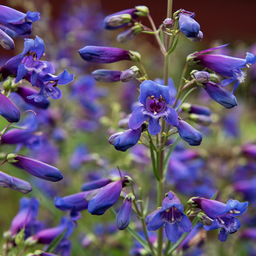 Tarhapunapipo 'Twizzle Blue'