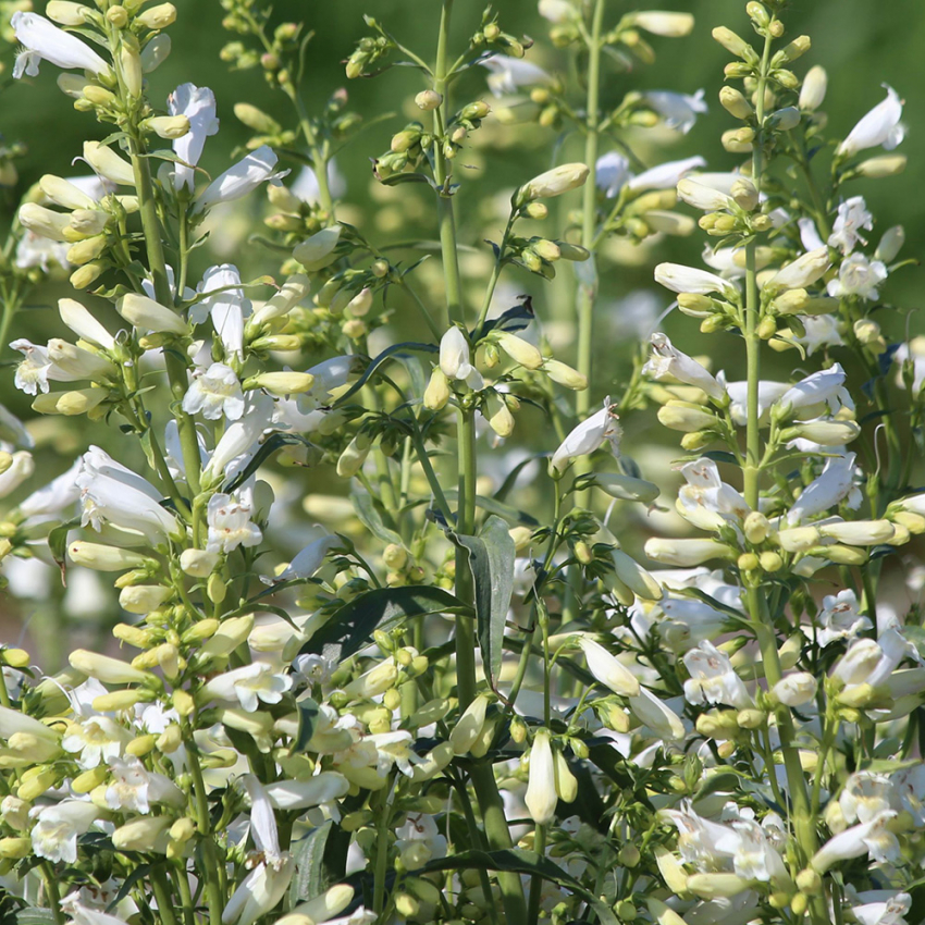 Tarhapunapipo 'Twizzle White'