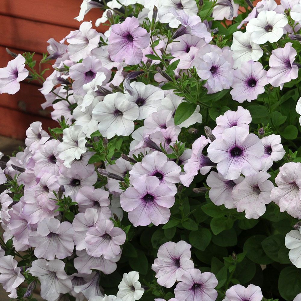 Tarhapetunia F1 'Tidal Wave Silver'