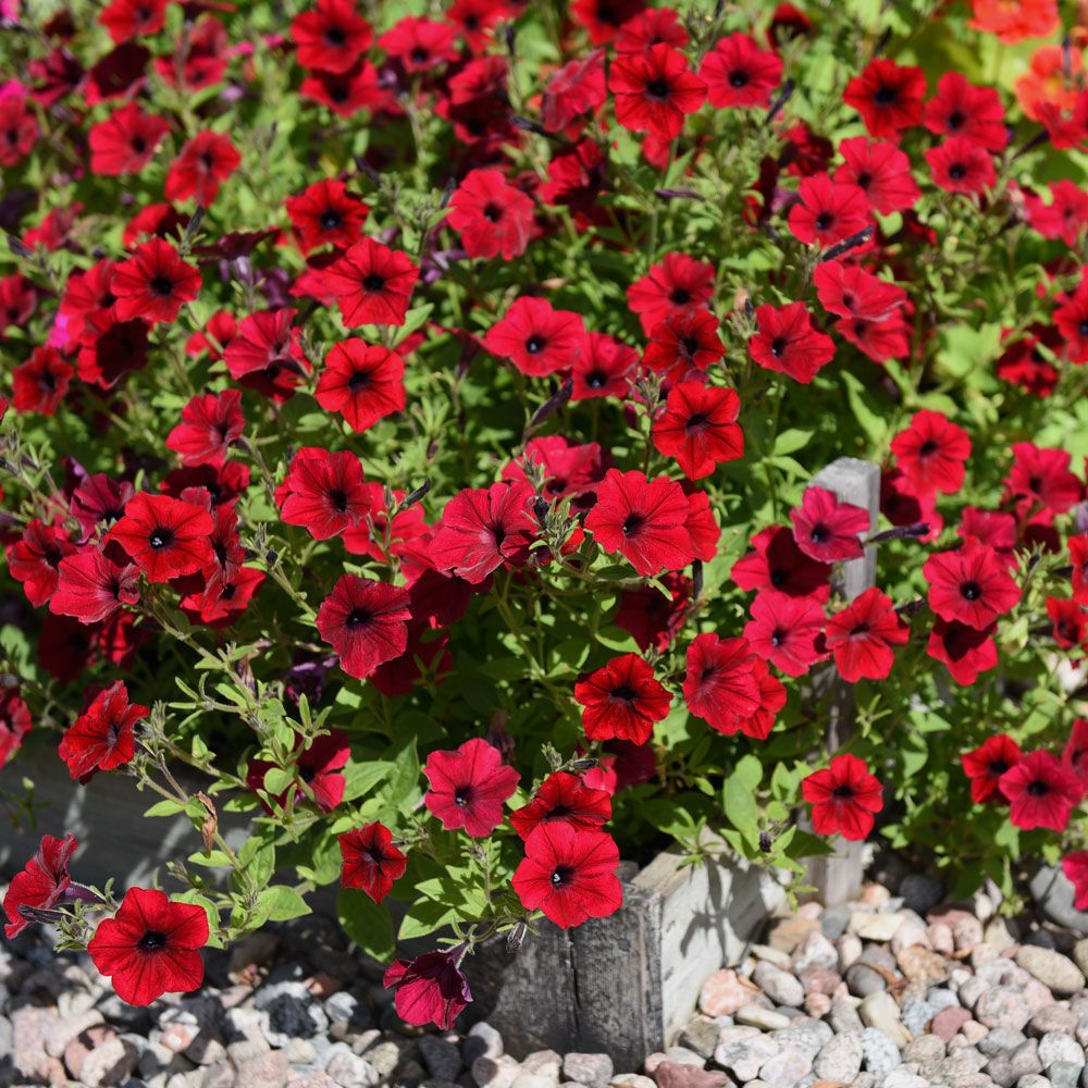 Tarhapetunia F1 'Tidal Wave Red Velour'