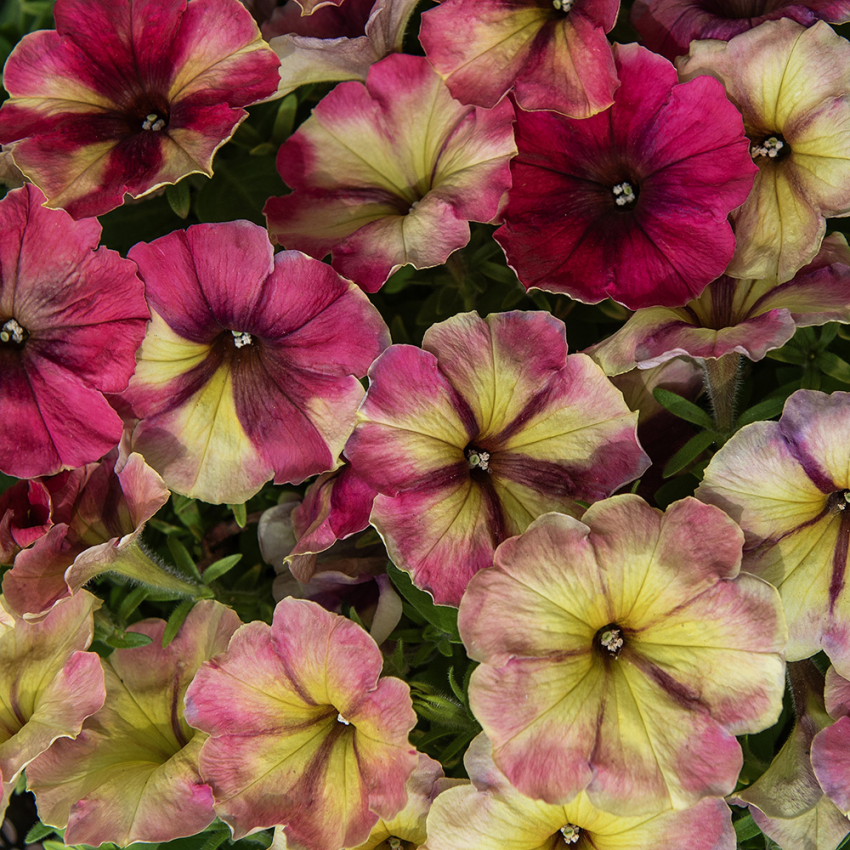 Petunia F1 'Shake Raspberry'