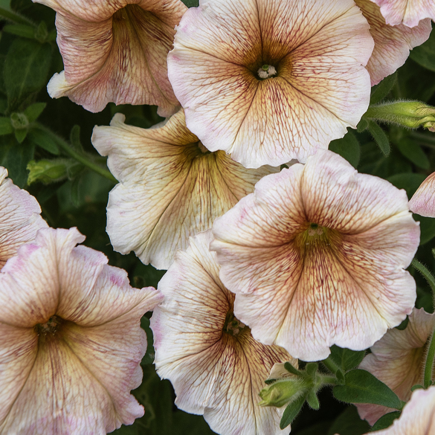 Petunia F1 'Ingrid' ryhmässä Siemenet / Yksivuotiset kukat @ Impecta Fröhandel (86416)