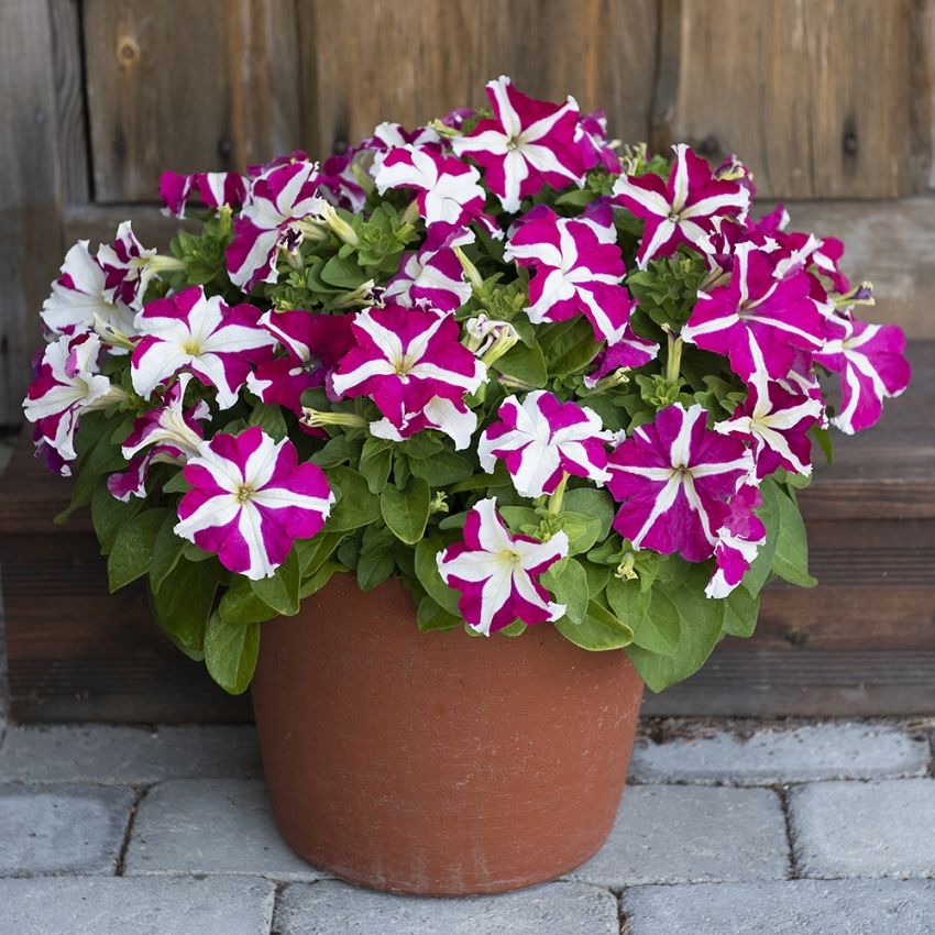 Petunia F1 'Success! HD Rose Star'