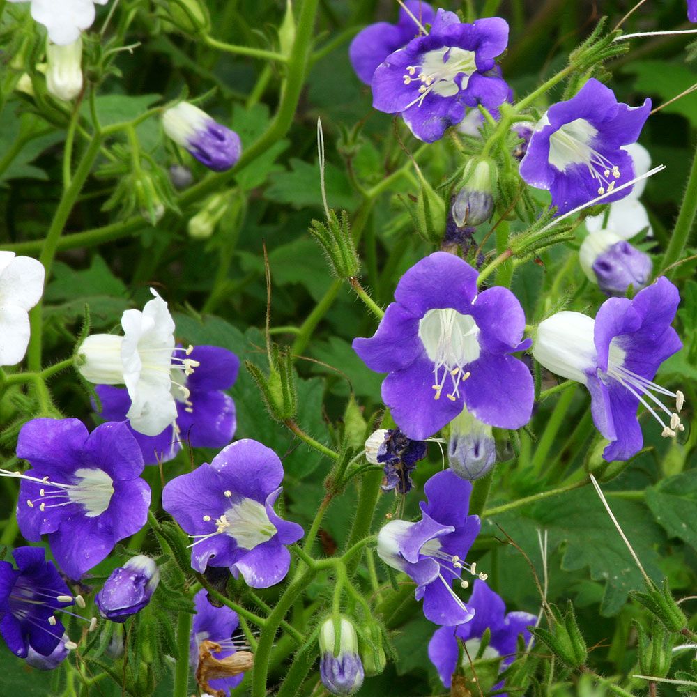 Loistohunajakukka 'Summertime Blues'