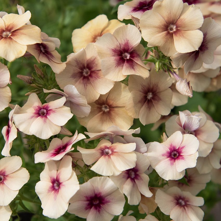 Kesäleimu 'Cherry Caramel'