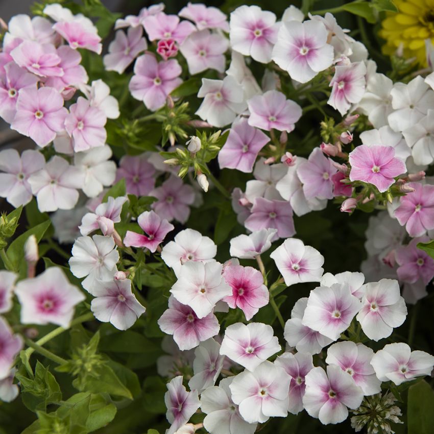 Kesäleimu 'Blushing Bride'