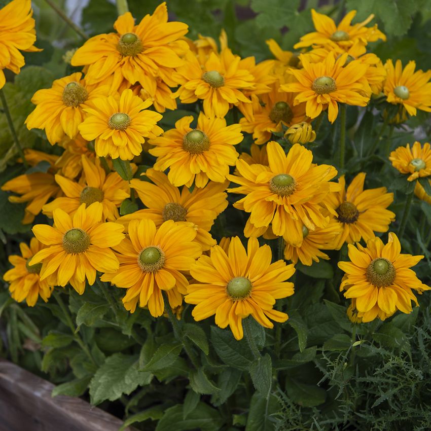 Kesäpäivänhattu 'Amarillo Gold'