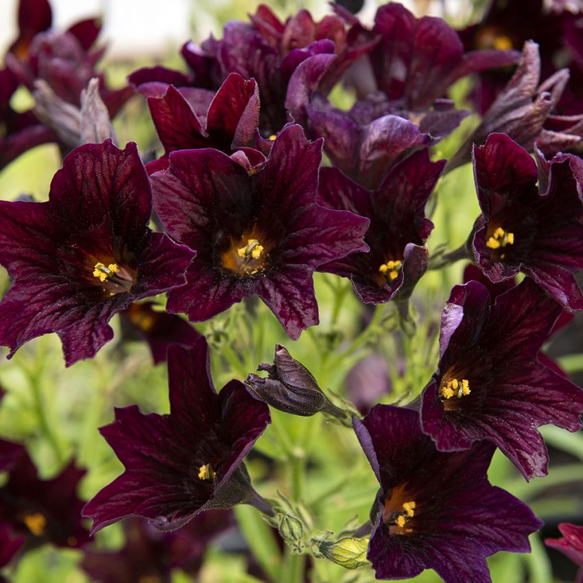 Torvikukka 'Black Trumpets'