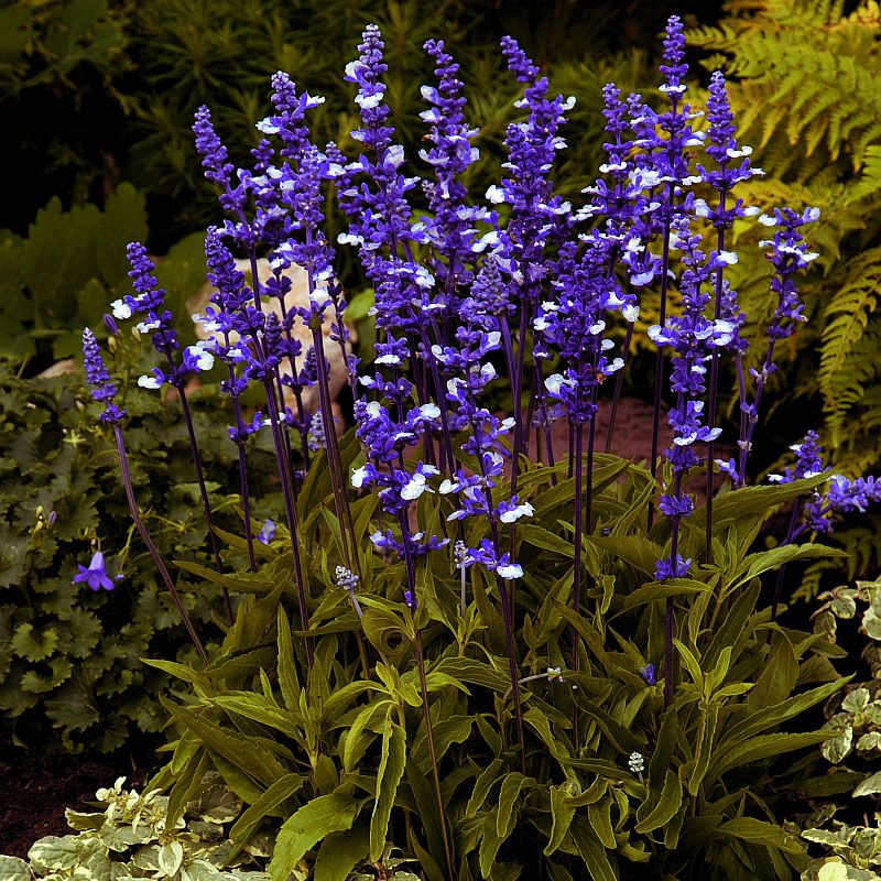 Härmesalvia 'Fairy Queen'