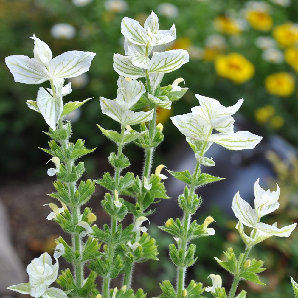 Kirjosalvia 'White Swan'