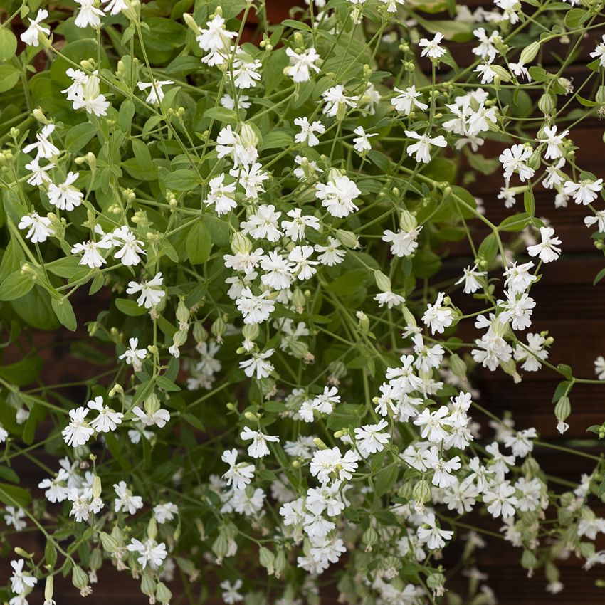 Rentokohokki 'Sibella White'