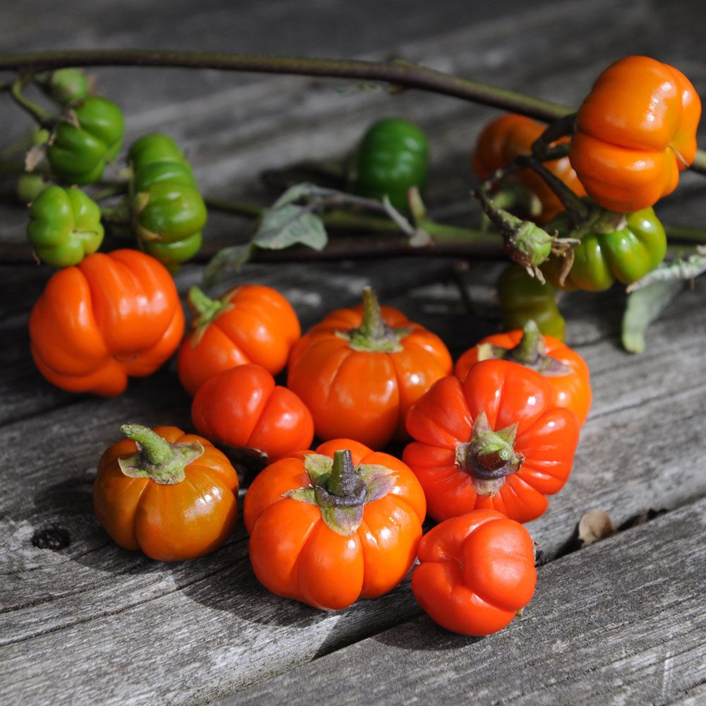 Punainen Munakoiso 'Pumpkin On-A-Stick'