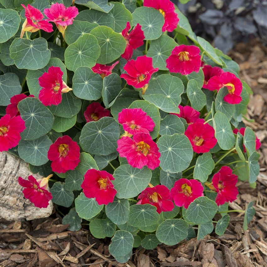 Pensasköynnöskrassi 'Baby Rose'