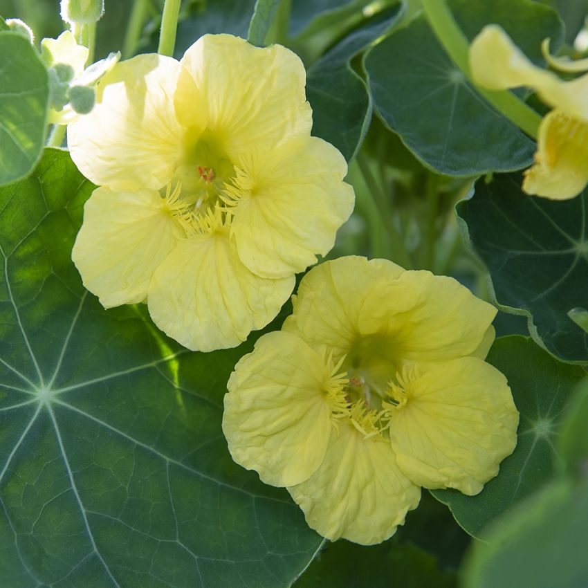 Pensasköynnöskrassi 'Jewel Primrose'