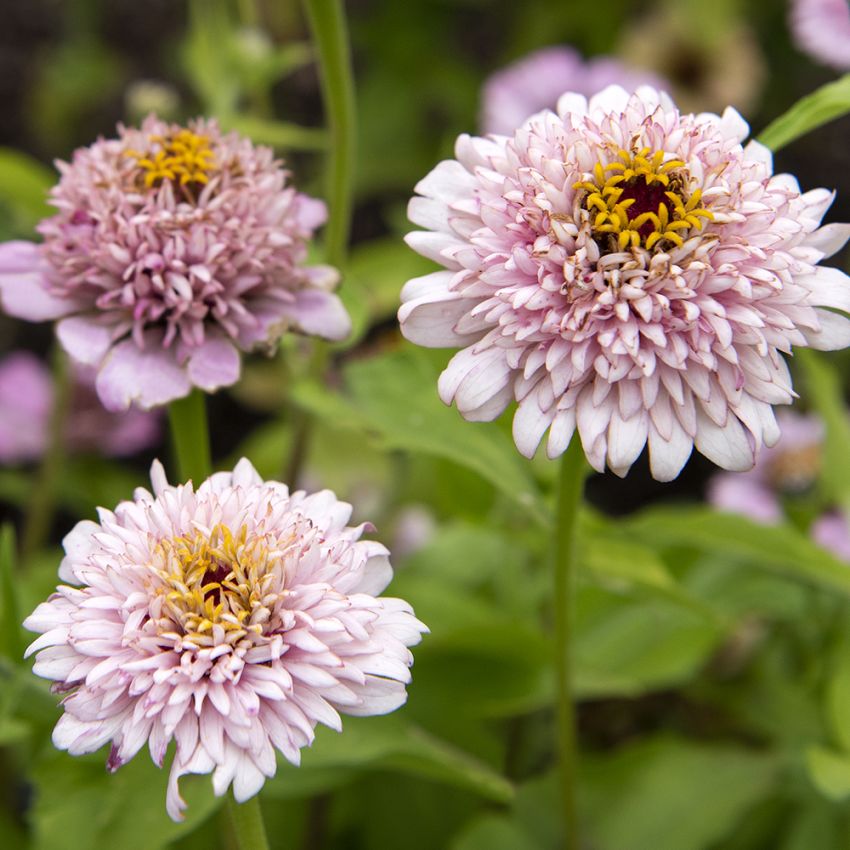 Isotsinnia 'Zinderella Lilac'