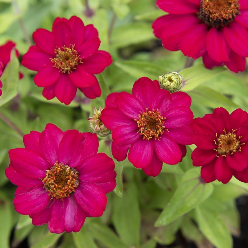 Loistotsinnia 'Zahara Raspberry'