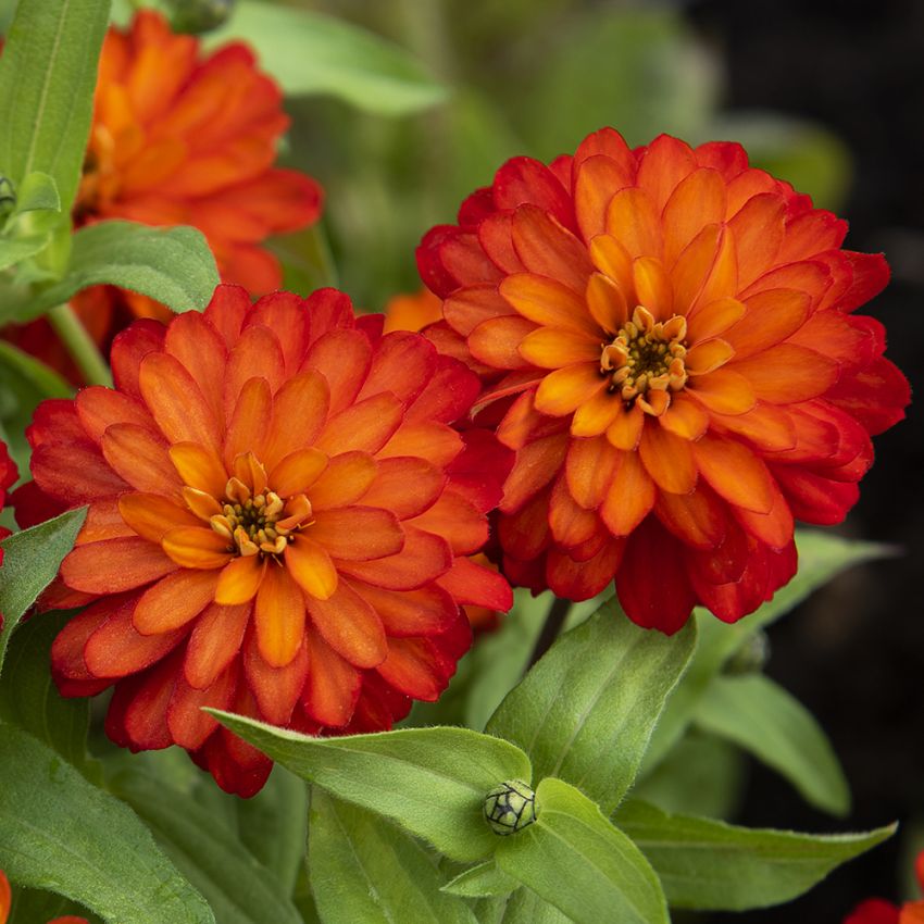 Loistotsinnia 'Zahara Double Fire'