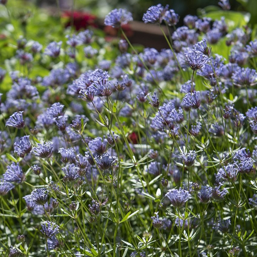 Peltomaratti 'Blue Surprise'