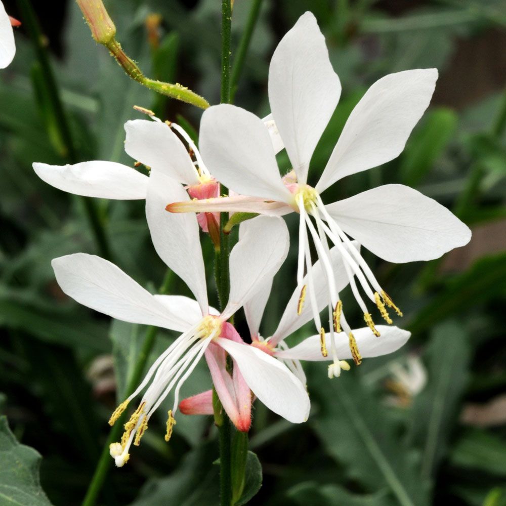 Sirokesäkynttilä 'Sparkle White'