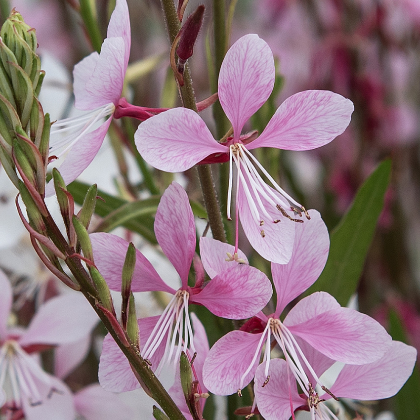 Sirokesäkynttilä 'Emmeline Pink Bouquet'