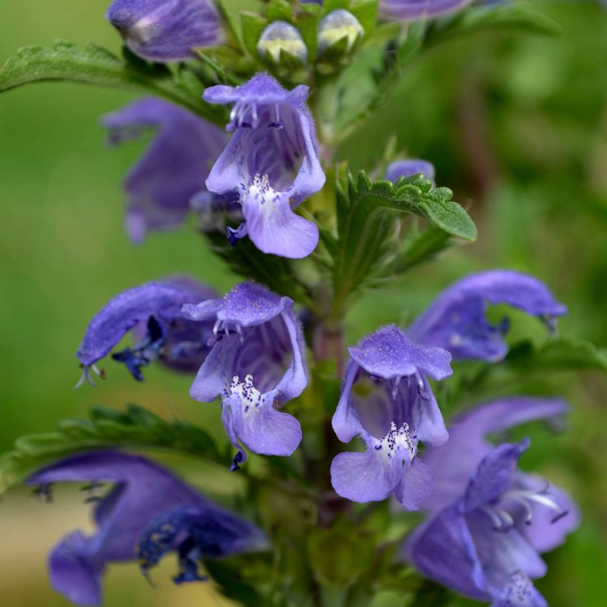 Tuoksuampiaisyrtti 'Aratora'