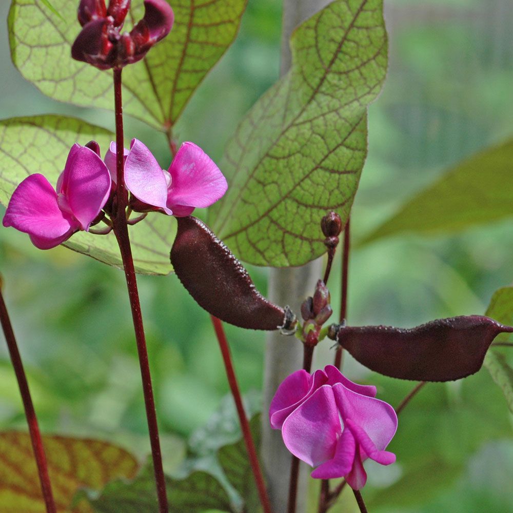 Hyasinttipapu 'Ruby Moon'