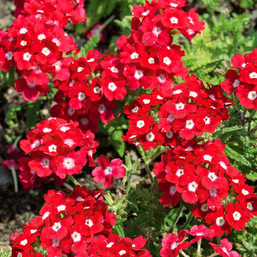 Tarhaverbena 'Quartz XP Red with Eye'