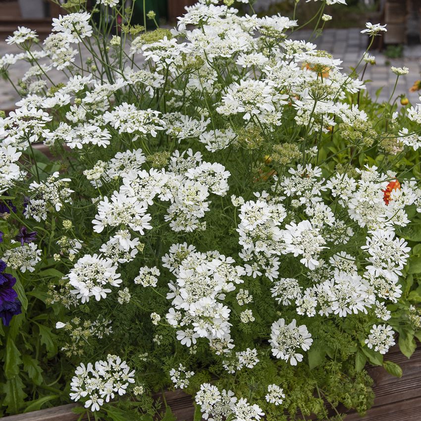 Tähtikesäputki 'White Lace' ryhmässä Siemenet / Yksivuotiset kukat @ Impecta Fröhandel (89230)