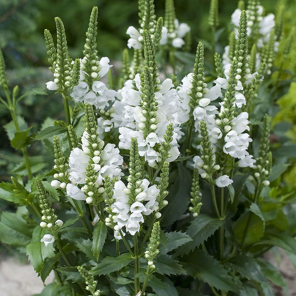 Kellopeippi 'Crystal Peak White'