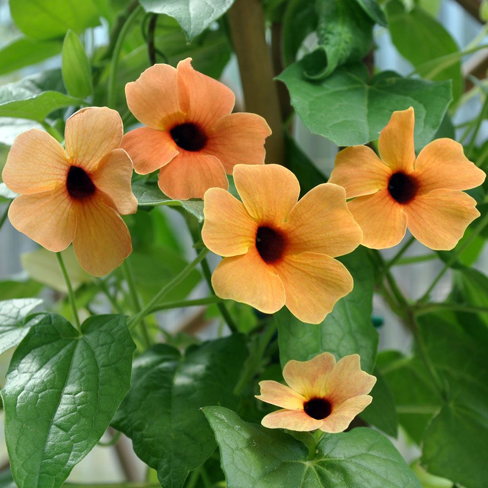 Mustasilmäsusanna 'African Sunset'