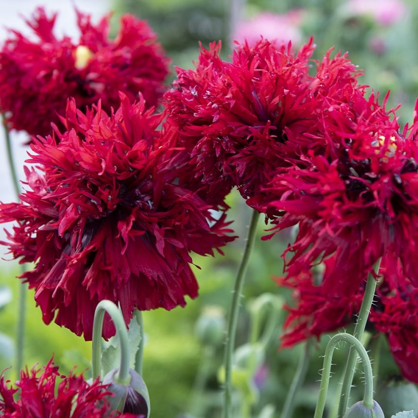 Oopiumunikko 'Crimson Feathers'