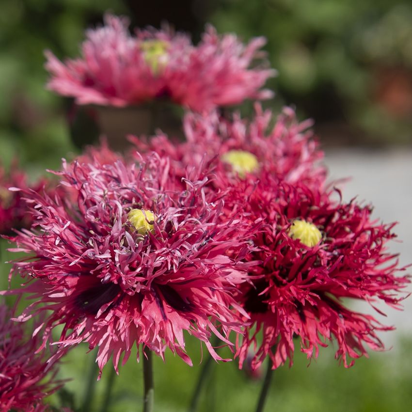 Oopiumunikko 'Rose Feathers'