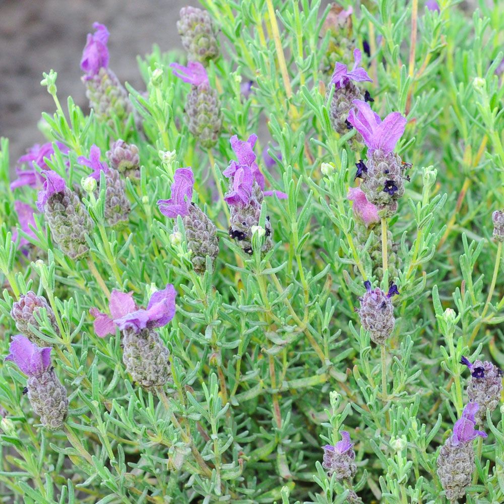 Tupsulaventeli 'Osaka Purple'